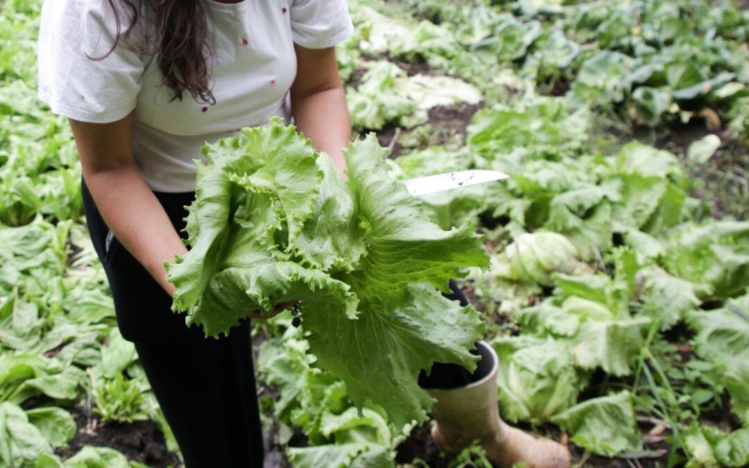Fundação Gerações inicia projeto de agroecologia urbana em sete territórios de Porto Alegre