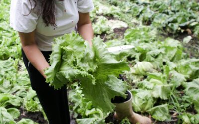 Fundação Gerações inicia projeto de agroecologia urbana em sete territórios de Porto Alegre