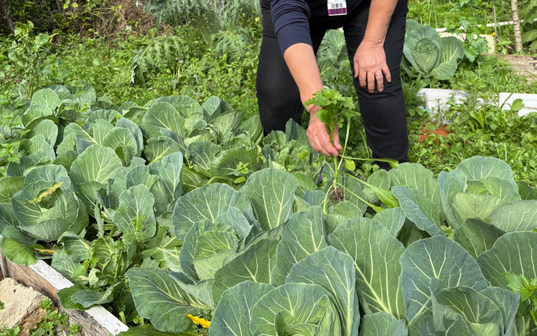 Fundação Gerações inicia projeto de agroecologia urbana em sete territórios de Porto Alegre